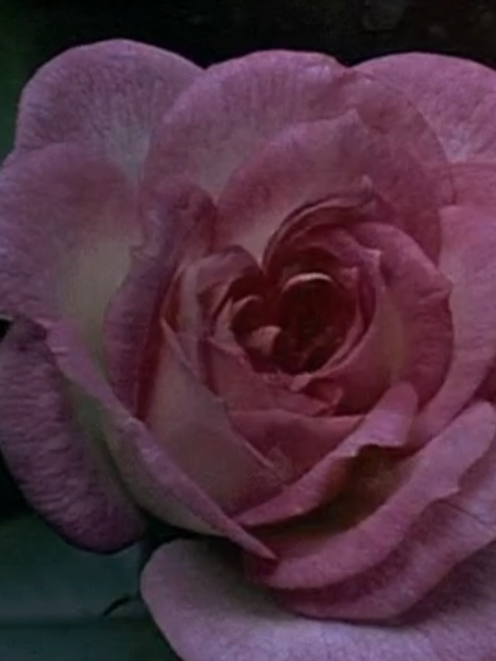 the beauty of flowers blooming #flowers #aesthetic #pretty #roses #angelic #fyp #fypppppppppppppp #foryou 