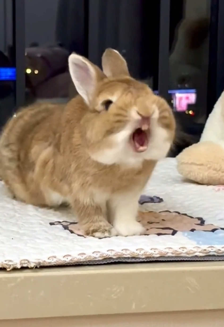 It’s so cute that the rabbit is yawning.#rabbit #rabbits #cute #usa🇺🇸 #cutebaby 