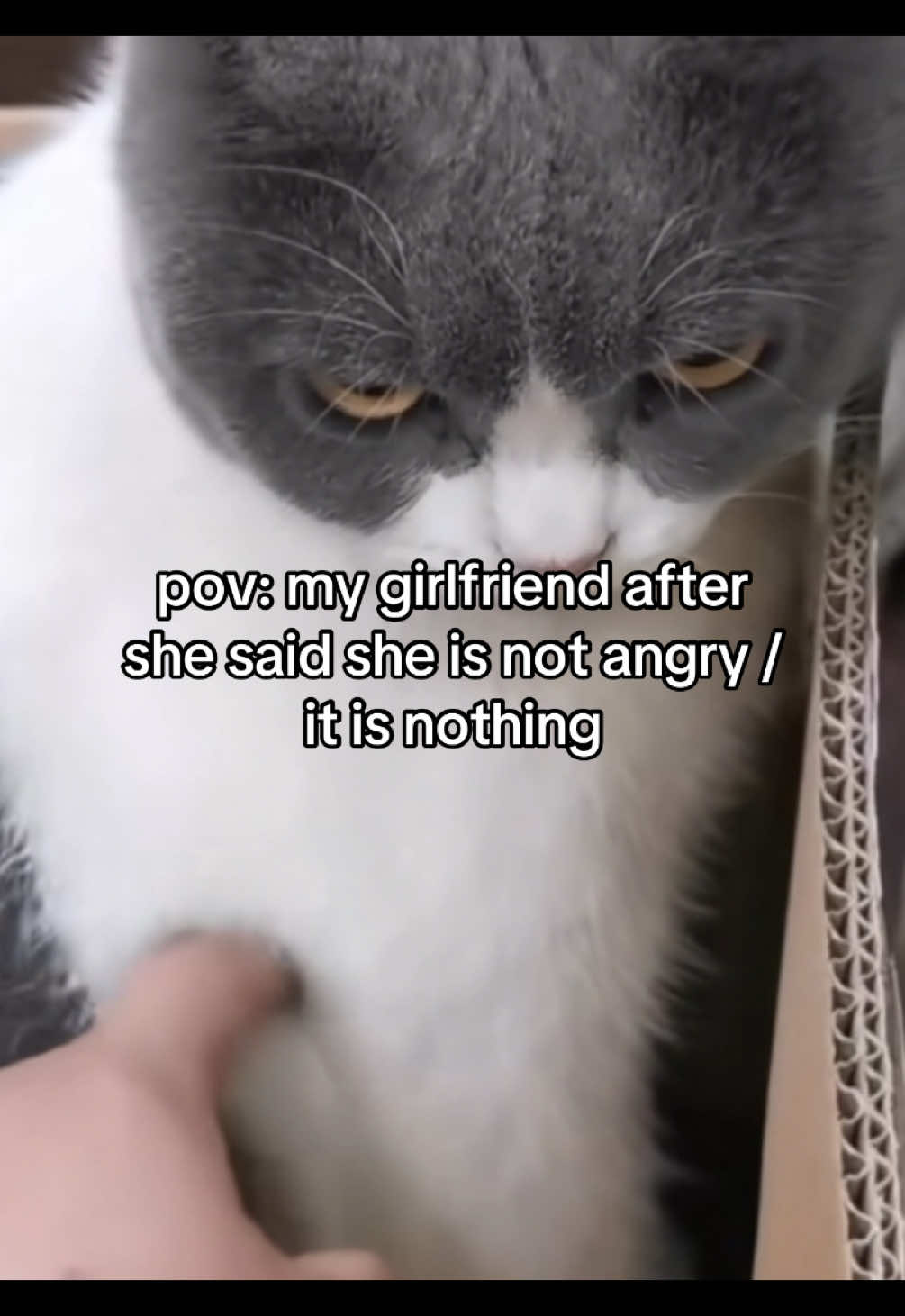 this is me #fyp #cattok #catsoftiktok #relatable #catmeme #Relationship #couple #Love #fy 