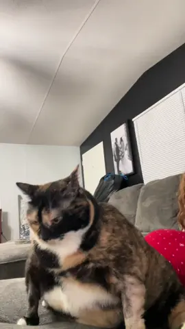 Dont mind her, just standing on the couch 😅🐈‍⬛🤍  #fyp #foryoupage #catsoftiktok #cats #cat #pets #pet #PetsOfTikTok #funnypet #funnycat #standingcat #funny