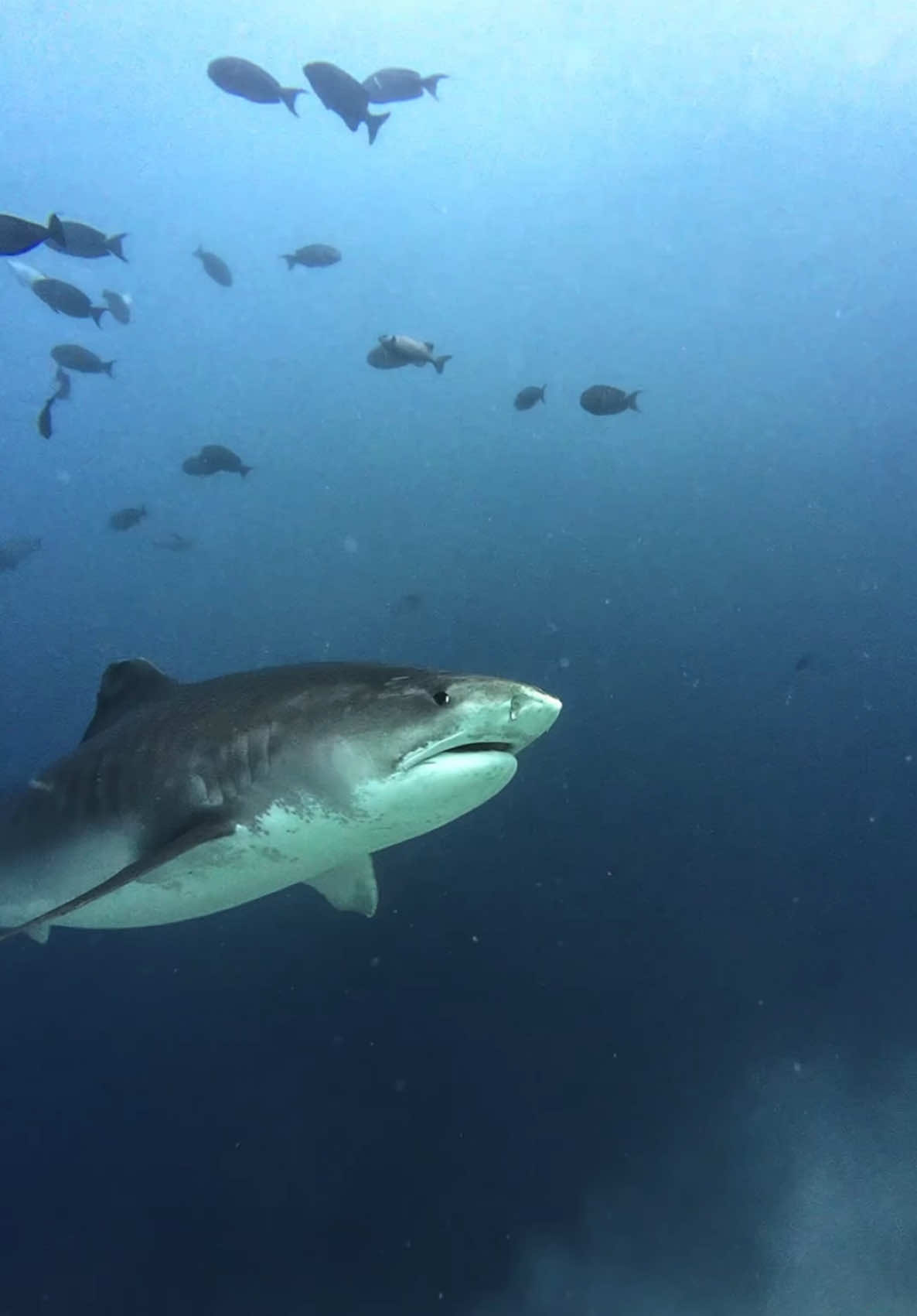 “Dive into the wild with MyFuvahmulah – home to the legendary tigersharks and unforgettable underwater adventures.” 📸 @ANSAARU @Visit Maldives @Lonubreak @MIARTS  #myfuvahmulah #fuvahmulah #visitmaldives #sharkislanddive  www.myfuvahmulah.com