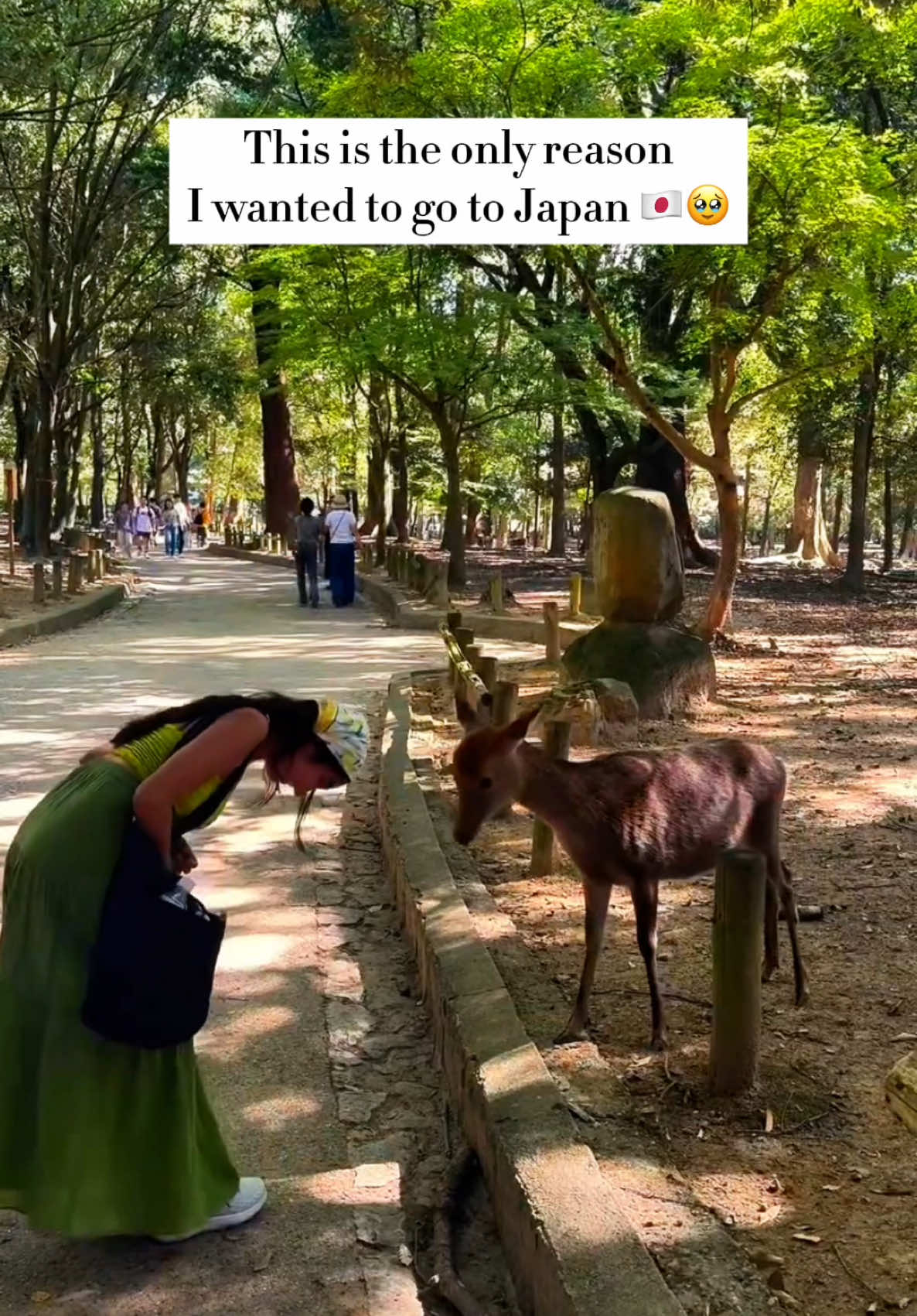Japan's Nara deers are the most coolest thing! 😍🦌 While people say it's in the DNA of the Nara deers to bow, I see the science of why. They bow because they know the simple old trick that they will be fed think of it as dogs! I saw the deers in Miyajima and this behavior wasn't spotted! 🎥 appreciate the great work of divsglam  #japan #japanculture #japantrip #travel 