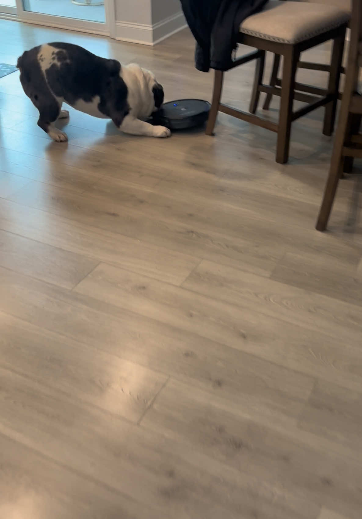 Who else can’t use the robo vacuum?  😂😂 #englishbulldog #englishbulldogsoftiktok #englishbulldogs #dogsoftiktok #dogs #dog 