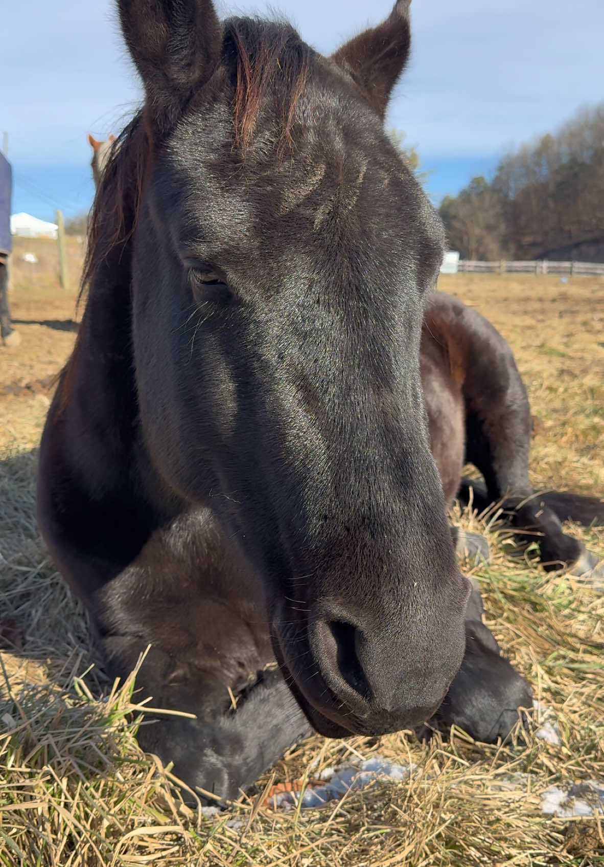 sleepy boy 💜 #aqha 