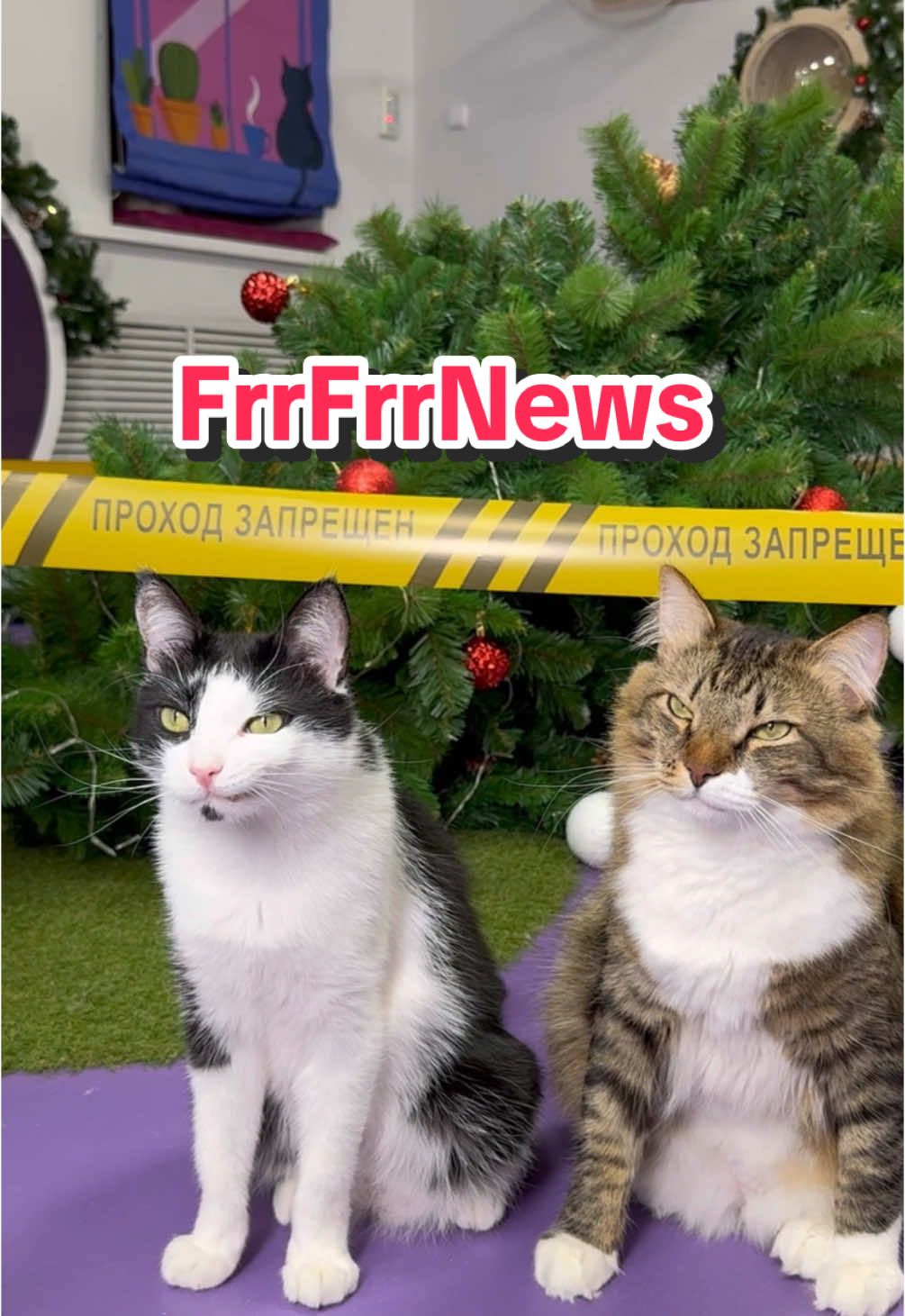 с праздниками🌲 берегите себя и свои елки #frrfrrnews#котоновости#breakingnews  