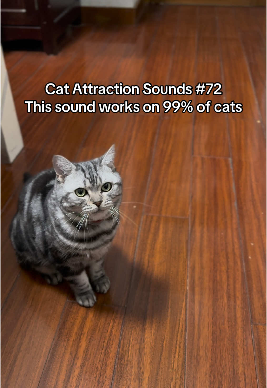 Play this sound to attract your cat 😺🎵 #catsoftiktok #catsounds #catsong #meow #catnoises #catcalling #catreaction #kitty #creatorsearchinsights 