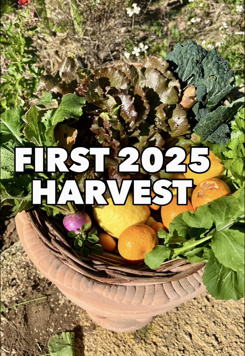 First 2025 Harvest 🌿 So many amazing varieties growing! 💚 I’ve been away during 3 weeks and despite no maintenance or watering, the garden did amazing! The garden in Sicily is now entering in its cooler season, with temperature around 8C / 47F at night, but with the proximity to the sea, there is a super high humidity which makes it way colder. But thanks to this humidity, I’ve not watered the garden during almost a month! I would have never expected it 🙏🏼 I’m sharing a bit of sun with you and all the fruits and vegetables growing in the garden such as lettuce, kale cavolo nero, rocket salad, turnips, celery, parsley but also lemons, clementines, kumquats.  And there is way more coming soon with Fennel, fava beans, pink broad beans, cauliflower, broccoli, spinach and raddicchio. Planting diverse is a key to bring balance and biodiversity, can’t wait to show you more super soon, but meanwhile I hope you enjoyed this little peaceful moment of harvesting organic vegetables from the garden. Nature is the real luxury of life! Green Love to you! 💚 #organicgardening #vegetablegarden #gardeningtips #natureisbeautiful #homegrownfood 