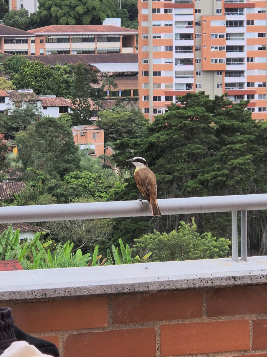 El enemigo #1 de todo niño colombiano llegando al colegio a las 6am