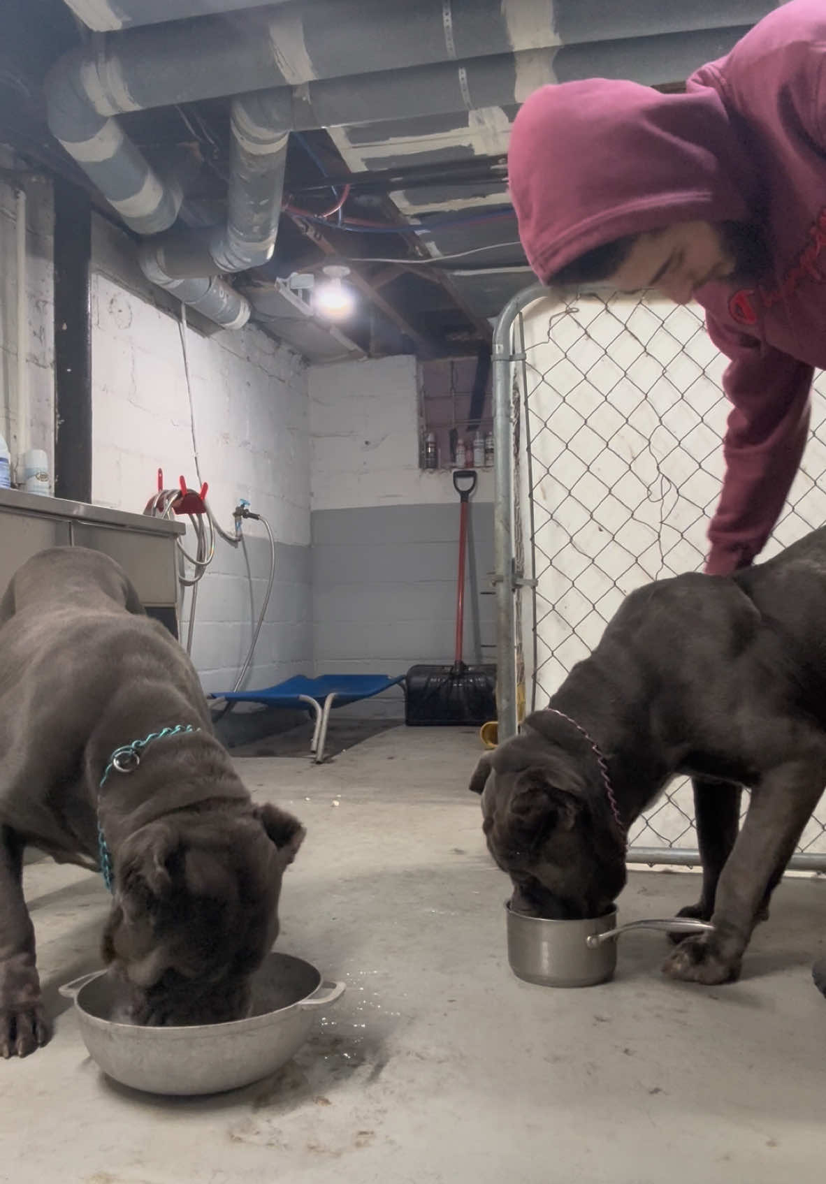 Just my crazy girls excited for some warm milk and bagels tripping 😂❤️ #upstatecanecorso #katana #eeyore #fly #wings #stillborn #canecorso #rustic #guardiansofthegalaxy #homestead 