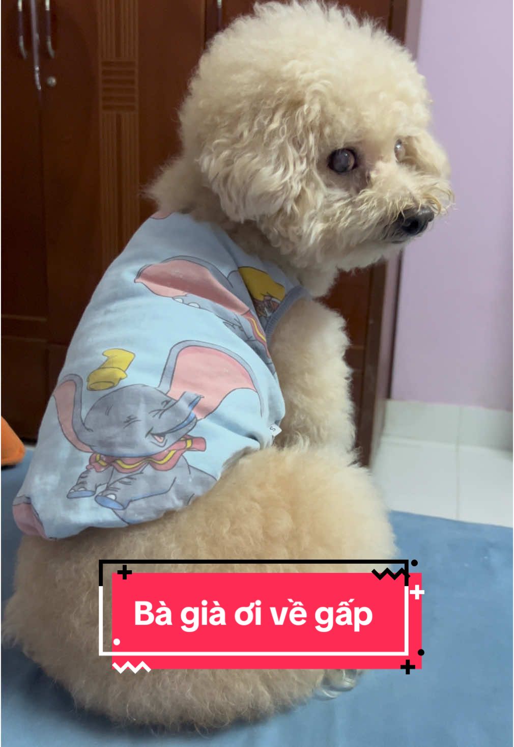 Bà già đi bão bỏ con ở nhà không cho con theo.Con tức quá đi #nick #ônggià14tuổi #emgáidađen #dog #giaddinhNickvàSamSam #samsam #mẹnickvàsam #chólàđểyêuthuơng🐶 