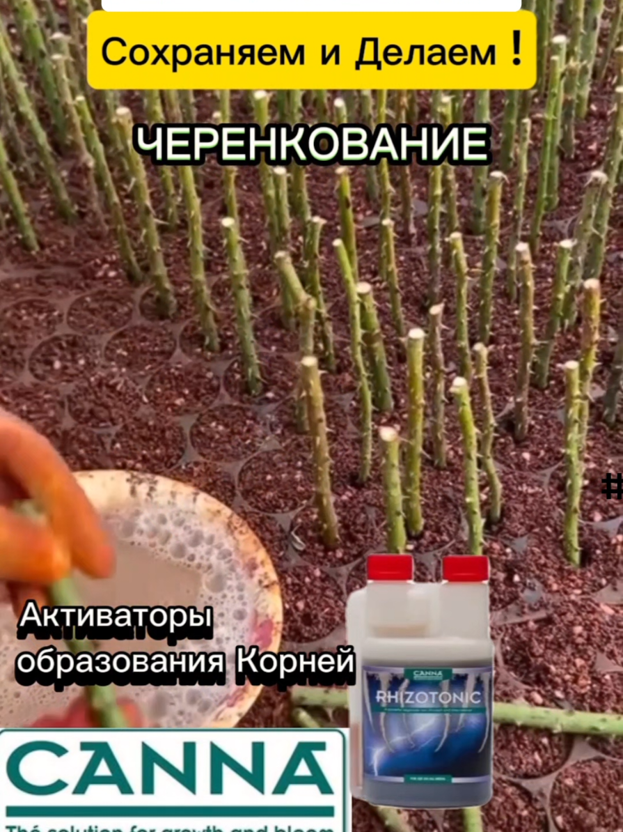 Пробуйте и масштабируйте.  Ускорь рост черенков! 🌱 Мощные корни за короткий срок! Хотите, чтобы ваши черенки приживались быстрее, а корни были мощными и здоровыми? 💪 Наш активатор для черенкования стимулирует быстрый рост корней и помогает растениям стать устойчивыми к стрессу. Идеально для всех видов растений! 🌿 Попробуйте сами и убедитесь в результате! 🚀 👉 Пишите в комментарии при заказе на сайте магазина: 'Хочу мощные корни!' (и получите скидку 3% на  заказ) 🤫🤫🤫 on-line магазин: www.kazgidroponika.kz Локация магазина КазГидропоника. г. Астана ул. Темирбека Жургенова 28/1 нп 23. ВХОД  в магазин с внешней стороны 7 подъезда.  С 10 до 17.00 по будням.  Суббота и воскресенье выходные дни. #kazgidroponika  #укоренение #проращивание #бизнесс  #технологии  #гидропоникавыращивание  #гидропоника  #hydroponicsystem 