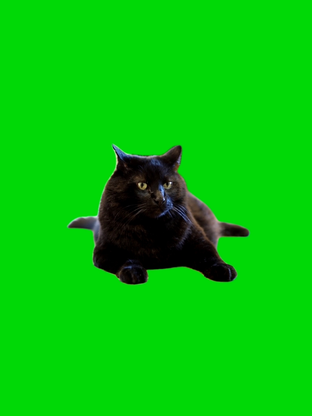 black cat green screen video HD #cat #blackcat #greenscreenvideo #greenscreensticker #chromakey #animal #fyp #fouryou 