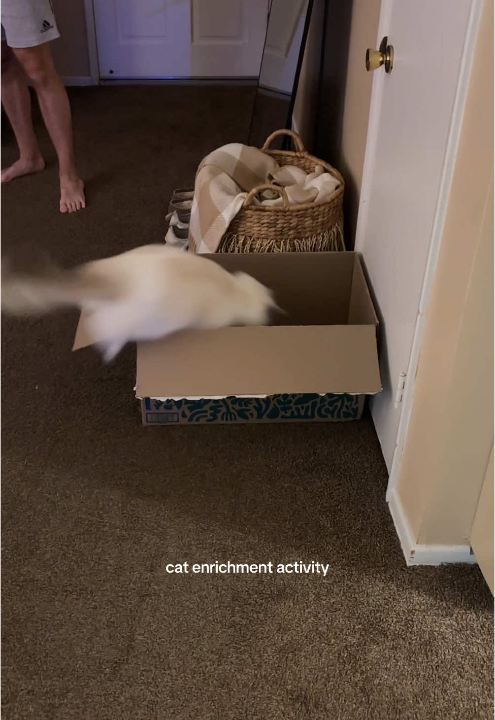 All you need is a ping pong ball and a box 😺 #catenrichmentideas #catenrichmentactivities #funnycat #catjumping #ragdollcat #funnycatvideos #creatorsearchinsights