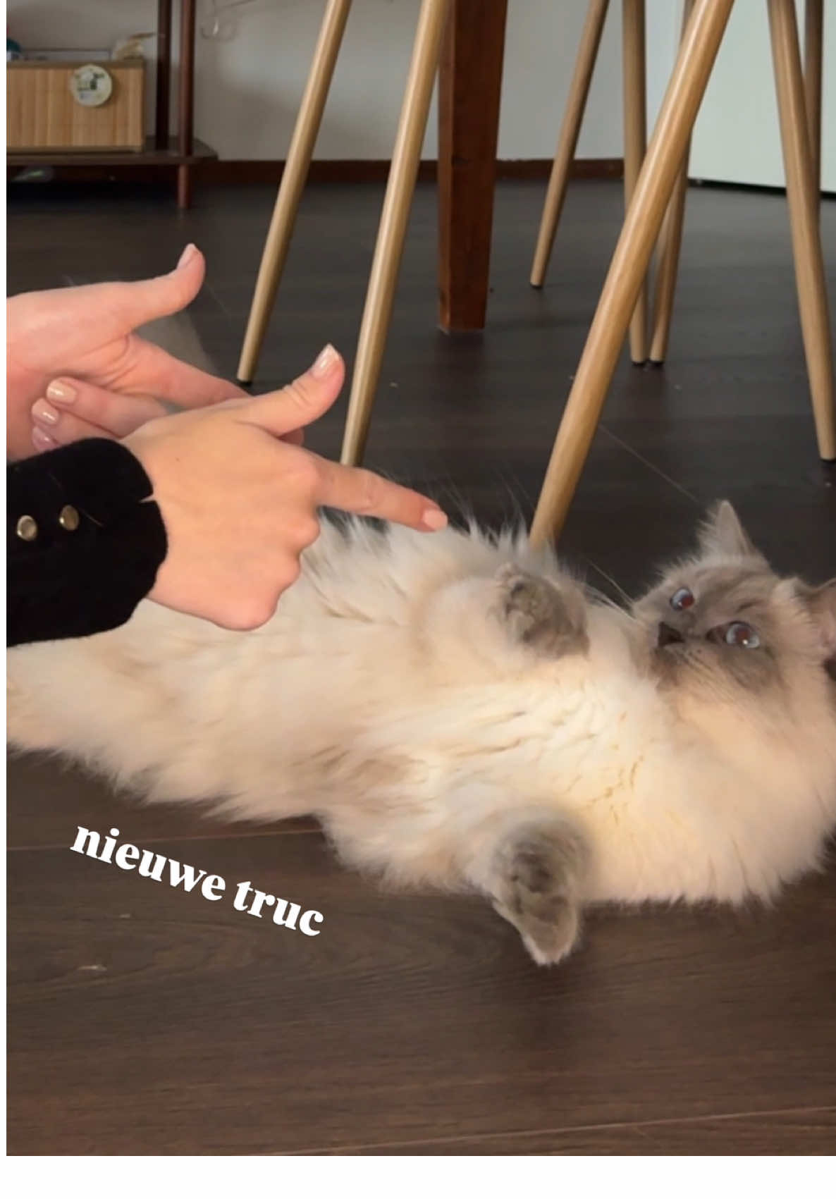 Pluis kan nu zit, lig, pootje, high five en… onze nieuwste truc! Ook meteen de moeilijkste om vast te leggen maar i tried 😫 Kunnen we ook mijn rommelige vloer negeren? 😽 #cat #katten #catlover #catsoftiktok #cattricks 