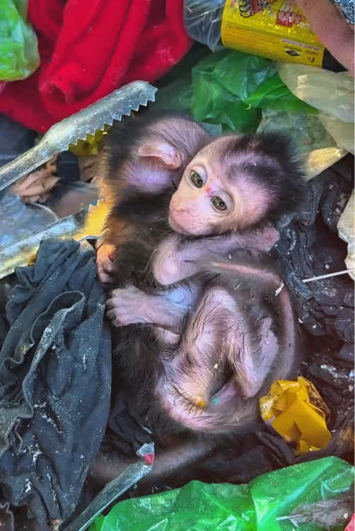 Rescue the poor baby monkey #monkey #monkeys #monkeydluffy #babymonkey #cute #cutemonkey #wildlife #monkeyface #usa #wildanimals #animals #pet #foryou #cuteanimals #poor #monkeybaby #monkeylover #babyanimals #adorable 