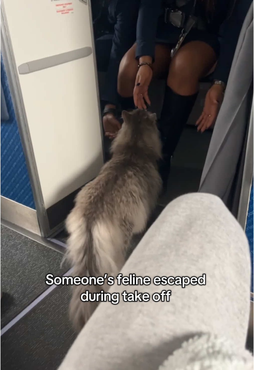 Someone’s dog escaped during take off #cat 