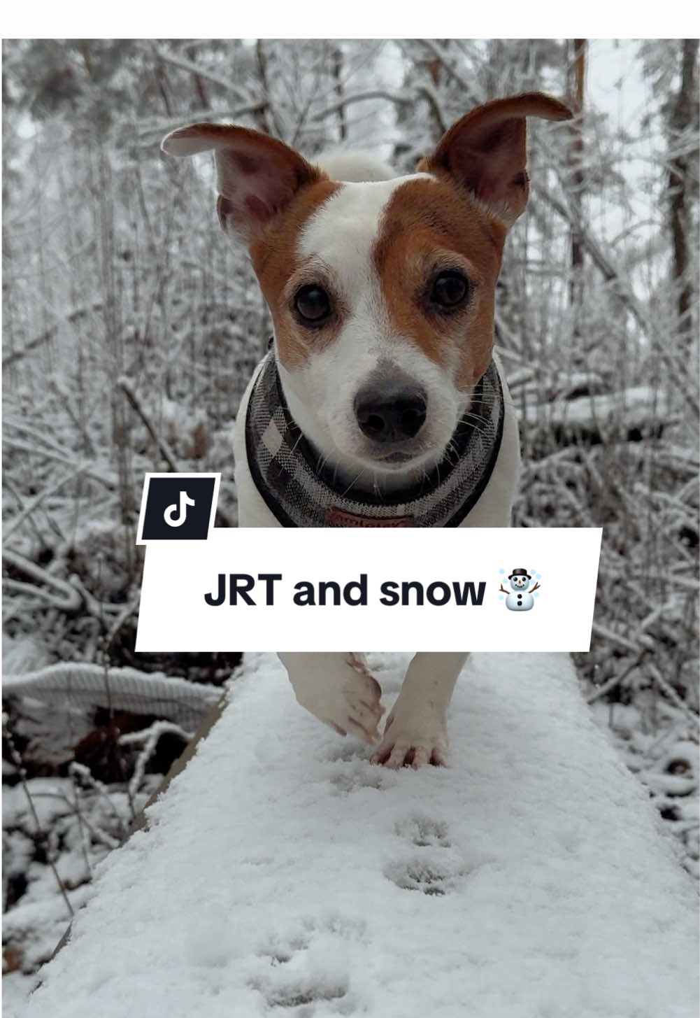 Do Jack Russells like snow? Rafa was quite excited about the first one this year ❄️🐾 #jackrussellsoftiktok #jrt #jackrussellterrier #crazydog #jackrussell #jrtlovers #jrtlove 