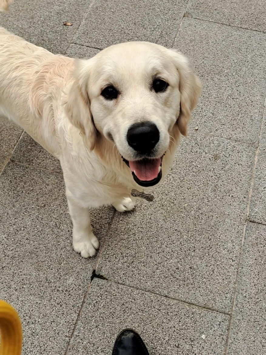 Habéis visto la pelota que me han tirado los Reyes Mayos en la cabalgata??? y lo bien que me defiendo??? No puedo esperar a ver qué me traen mañana 🐶🤭 #magicdogs #regaloscreativos #Navidad #goldenretrieverpuppy #goldenretrieverlife #goldenretriever #cachorrogoldenretriver #cachorro #dogsoftiktok #merrychristmas #christmastiktok #dogsoftiktok2025 