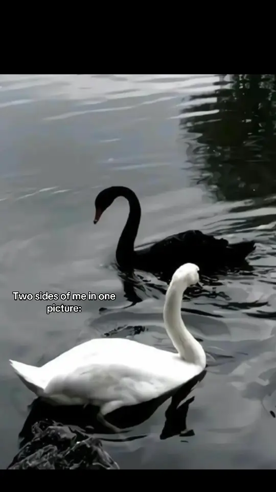 #fyyyyyyyyyyyyyyyy #blackswan #whiteswan #viral #real #sad #feelings #personality 