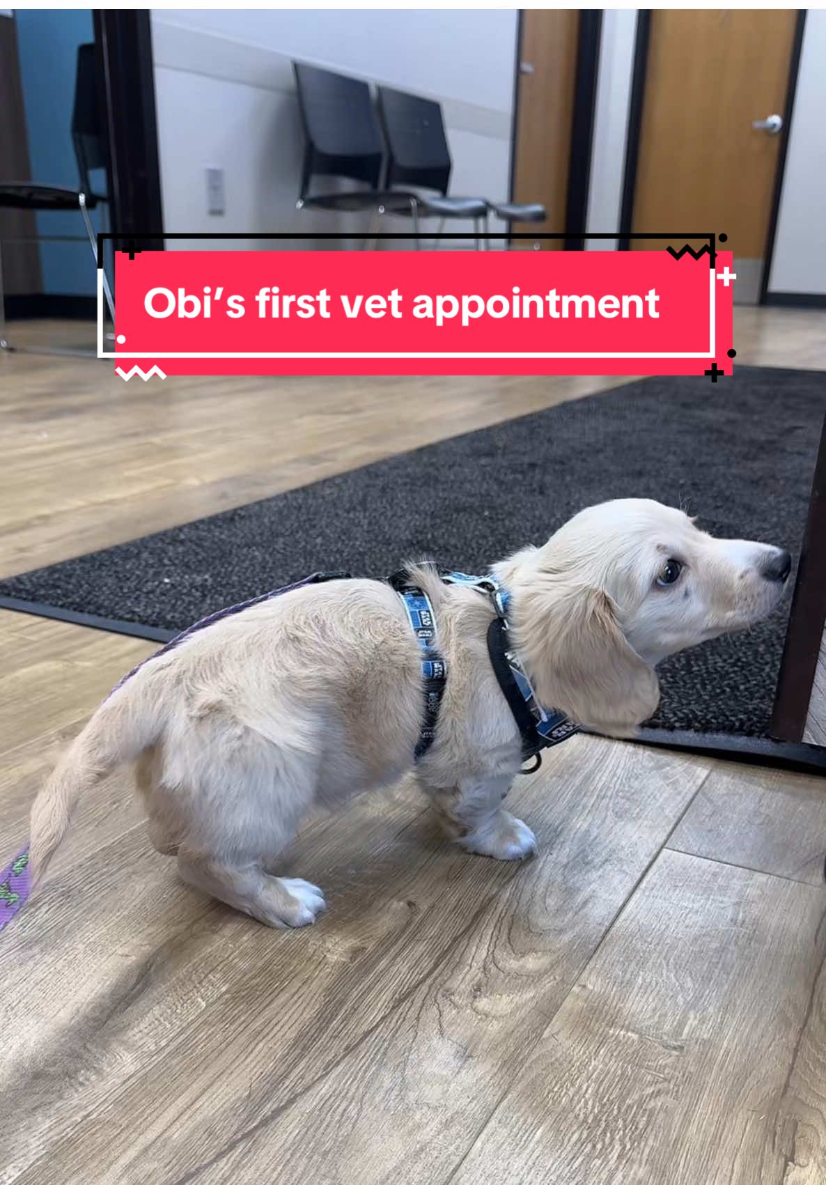 Replying to @Lauren Obi goes to the vet for the first time (with us). He got his second round of shots & had some cheese for a treat! He will need to go back in 3 weeks for his next round. #obi #obiwan #obiwankenobi #fyp #vet #vetappointment #puppy #puppies #puppydog #starwars #dachshund #dachshundsoftiktok #dachshundpuppy #firstvetvisit #minnesota #mn #sota #beangoods 