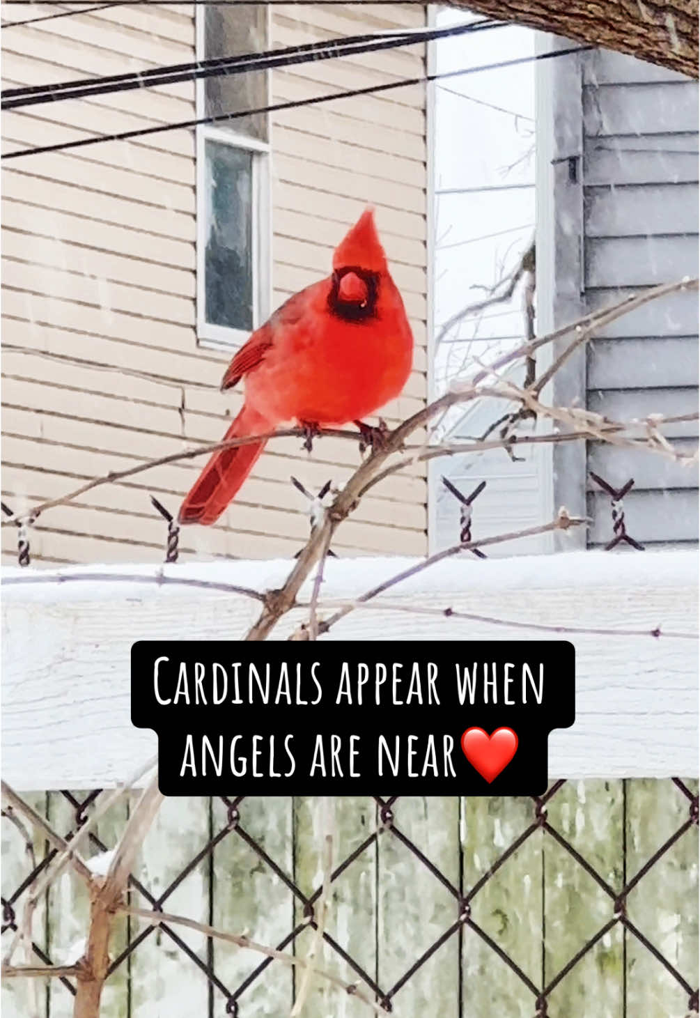 #cardinals #fyp #spirituality #spiritualtiktok #spiritguides #pastlives #reincarnation #goodomens #viral #angels #beautifulbird #hope #redbird #birdtok #guardianangels #greenscreen #godbless 