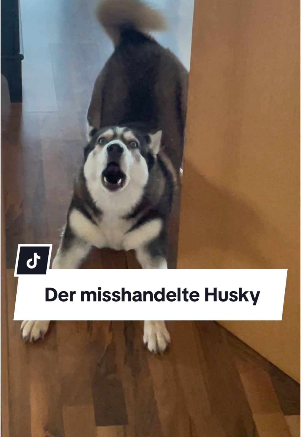 Wenn der Husky misshandelt wurde von dem Kater, weil dieser sich gegen die aufdringliche Nase wehren musste 😂 #funnydogsoftiktok #sibirianhusky #canecorso #huskytalk #dogtalking #dogsinging #huskytalking #howlingdog 