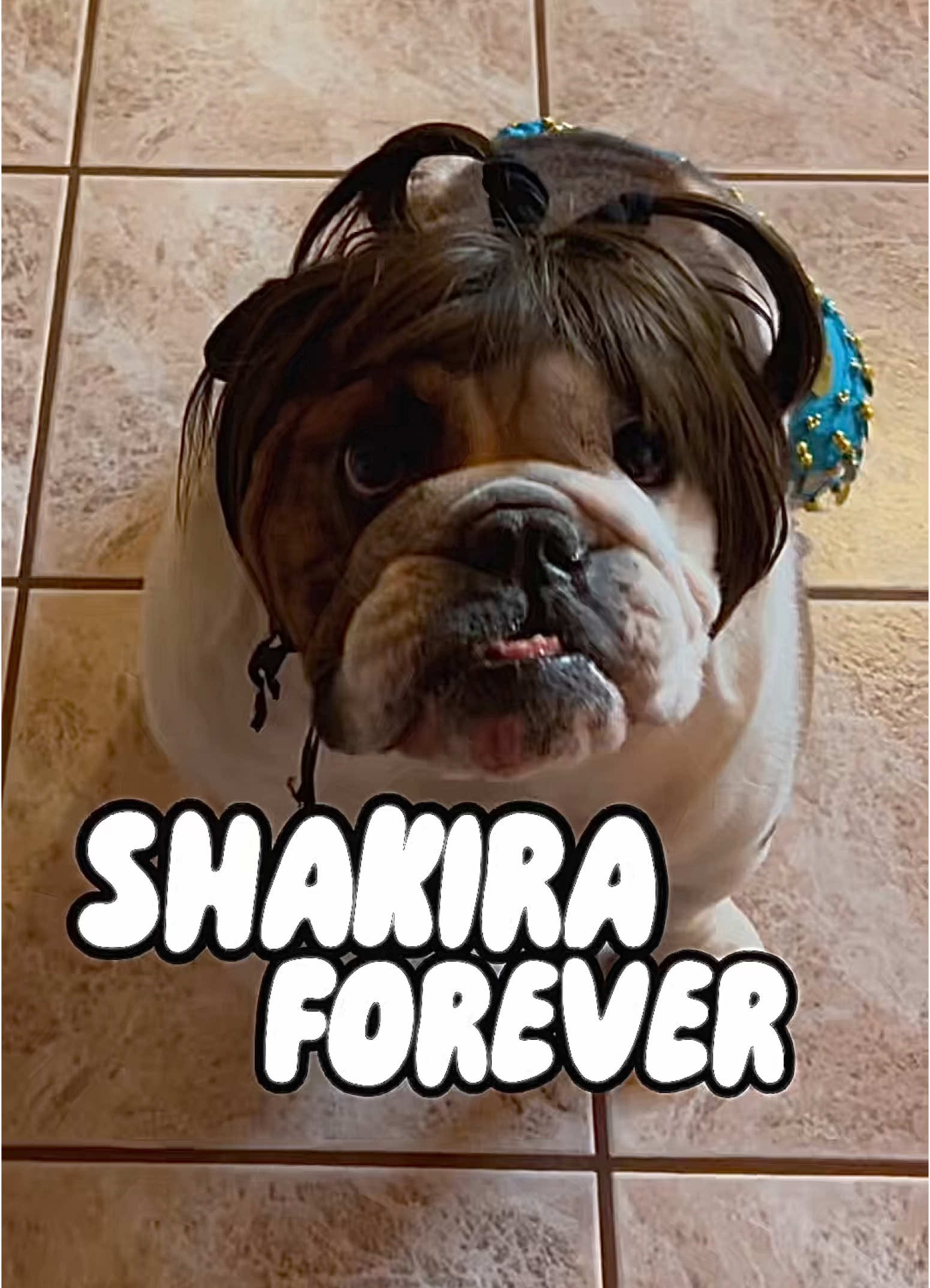 Shakira forever 💪 Belly dance Shakira 💃 Hi frens 😎💪🤪 . . . . . . . . . . . #bellydance #shakira #funnydog #englishbulldog #dog #bulldog #cutedog #dogsoftiktok #bulldogsoftiktok #doglove #humor #dancereels #tysonthegangstabully 