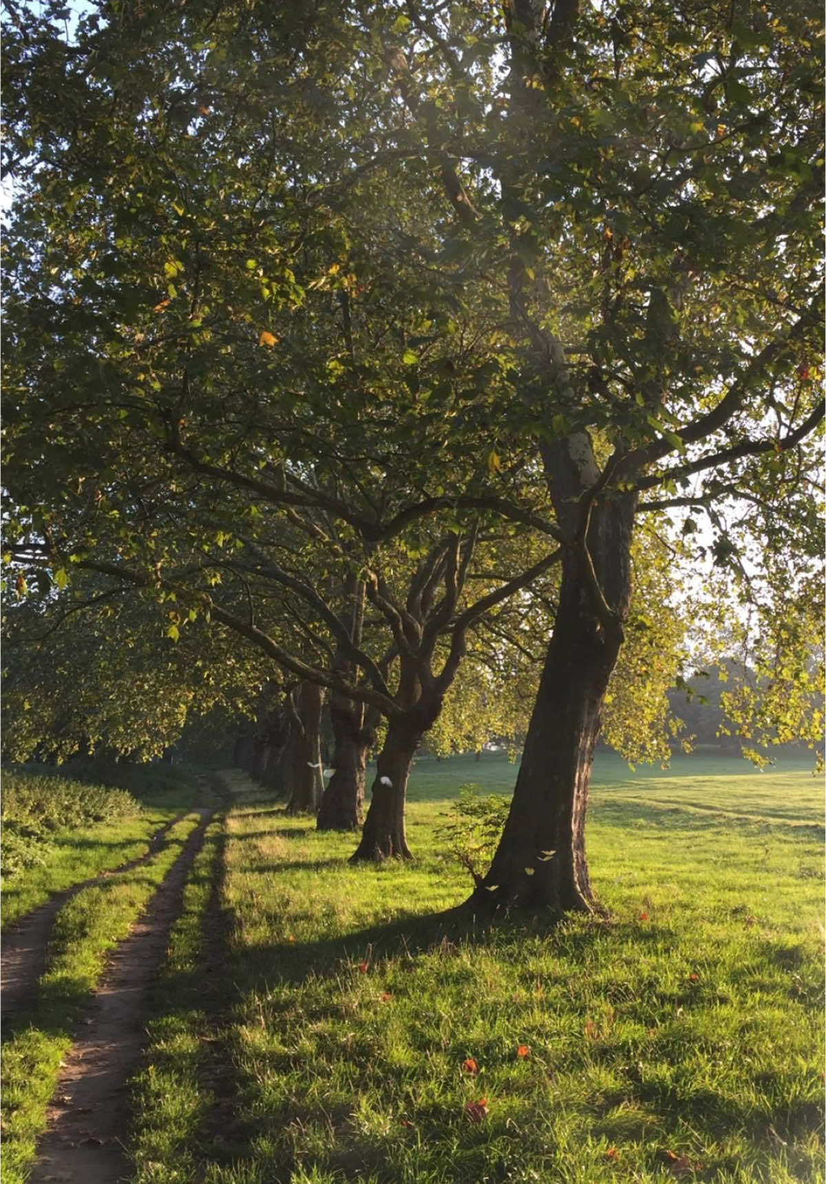 A warm summers morning walk <3 