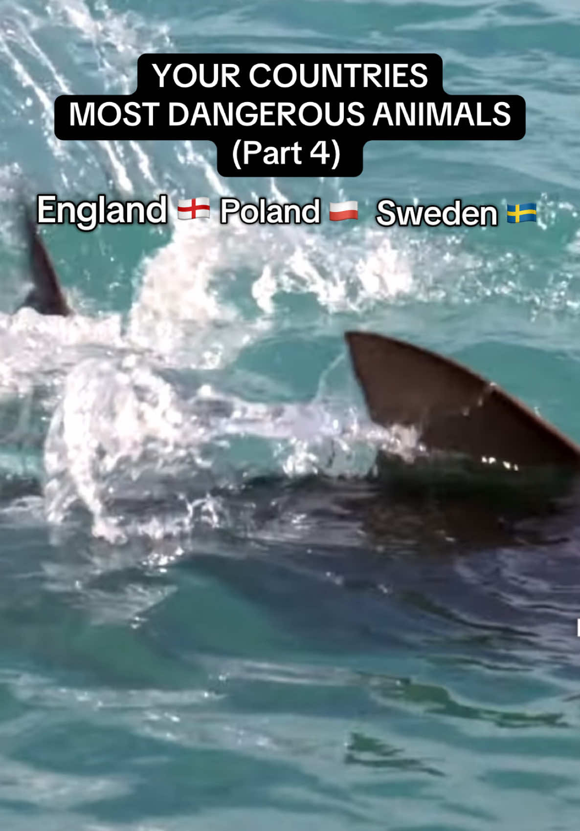 Your #countries most dangerous animals 🏴󠁧󠁢󠁥󠁮󠁧󠁿🇵🇱🇸🇪 ENG|POL|SWE 👀 #foru #fyppage #trendingviralvideo #viralditiktok #zxc #xzyabc #abcxyz #sharks #bears #england #polandtiktok #sweden #wildlifelover #animalsoftiktok #international #fish #bull #cow #snake #eagle #moose #elk #zxc #xzbcya #abcxyzc #saltwater 