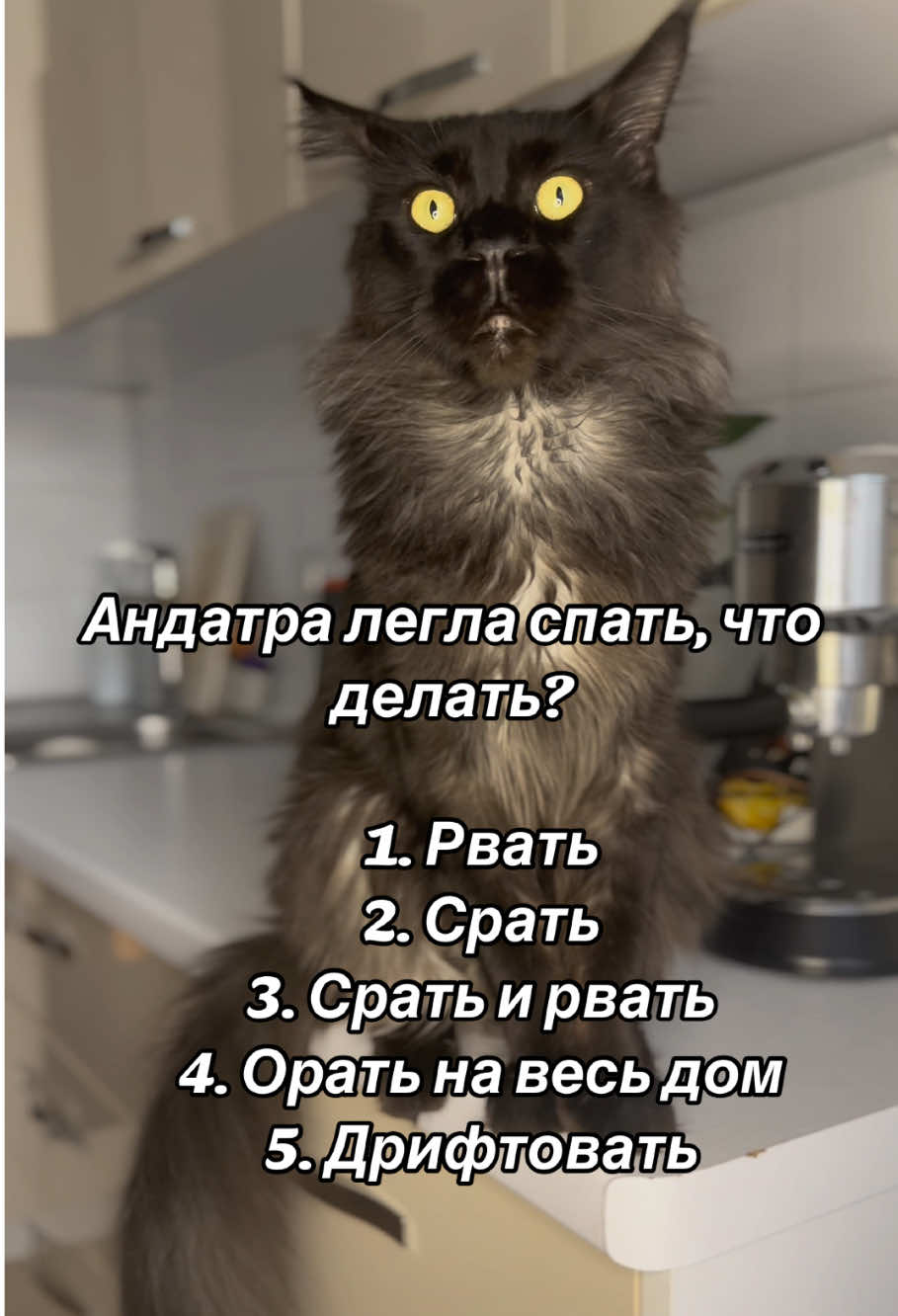 Вопрос конечно хороший ? #котики #прикол #домашниеживотные #ситуация #смех #юмор #позитив #настроение #ржака  #мем 