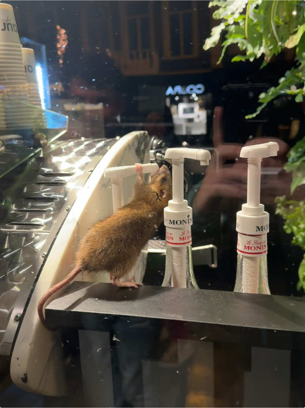 FOUR cafe Amsterdam and Monin sponsor this 🐀 please🥹 #fyp #moninrat #fouramsterdam #amsterdam #ratsoftiktok #monin #syrupturnup #ratatouille #remy #vidoftheday #chillguy #sugarrush #nasty #ratboy @FOUR @Four Amsterdam @fourcafeamsterdam @monin_ireland 