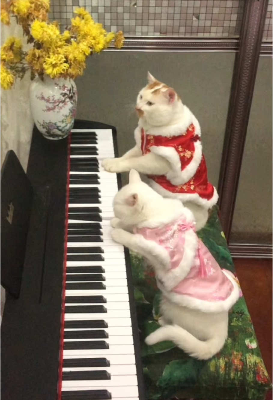 Beethoven invites Alice to play the dream wedding together #cat #piano #wedding #cute #catsoftiktok #beethoven 