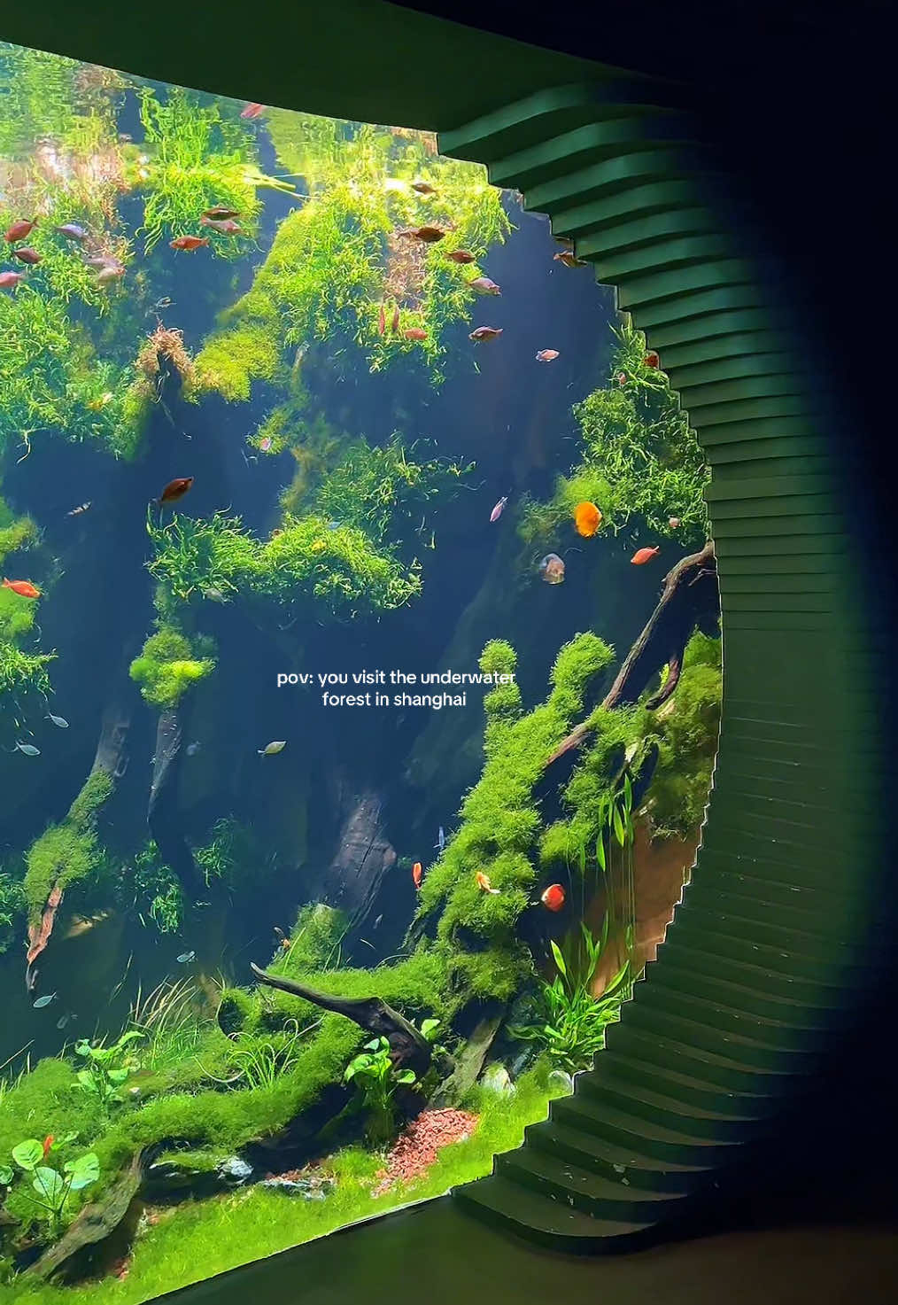 🐠🌱🌳🪸🪼  📍shanghai expo culture park, the greenhouse  #shanghai #china #chinatravel #aquarium #fish #ocean #nature #fyp 