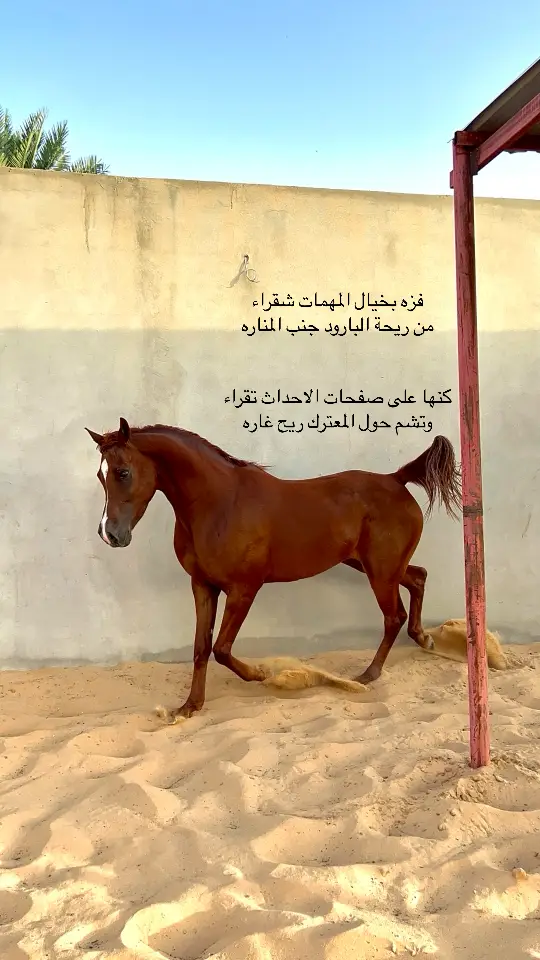 #مشاءالله_تبارك_الله #خيل_وخياله🐎 #خيل 