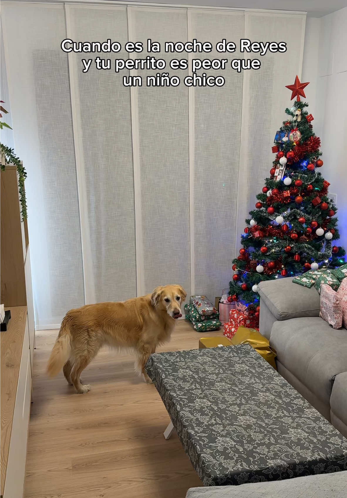 No puede esperar a por la mañana 😅🤦🏻‍♂️ #reyesmagos #nochedereyes #ilusion #nervios #regalos #goldenretriever #perrosgraciosos 