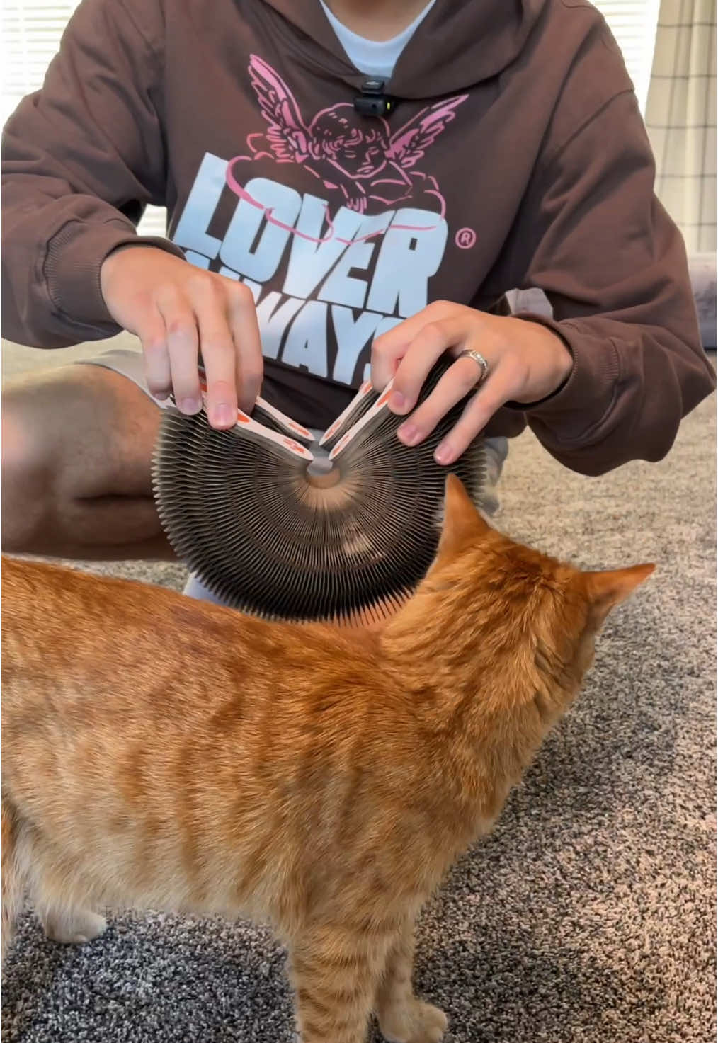 mesmerizing cat toy 🤩 (to me) 
