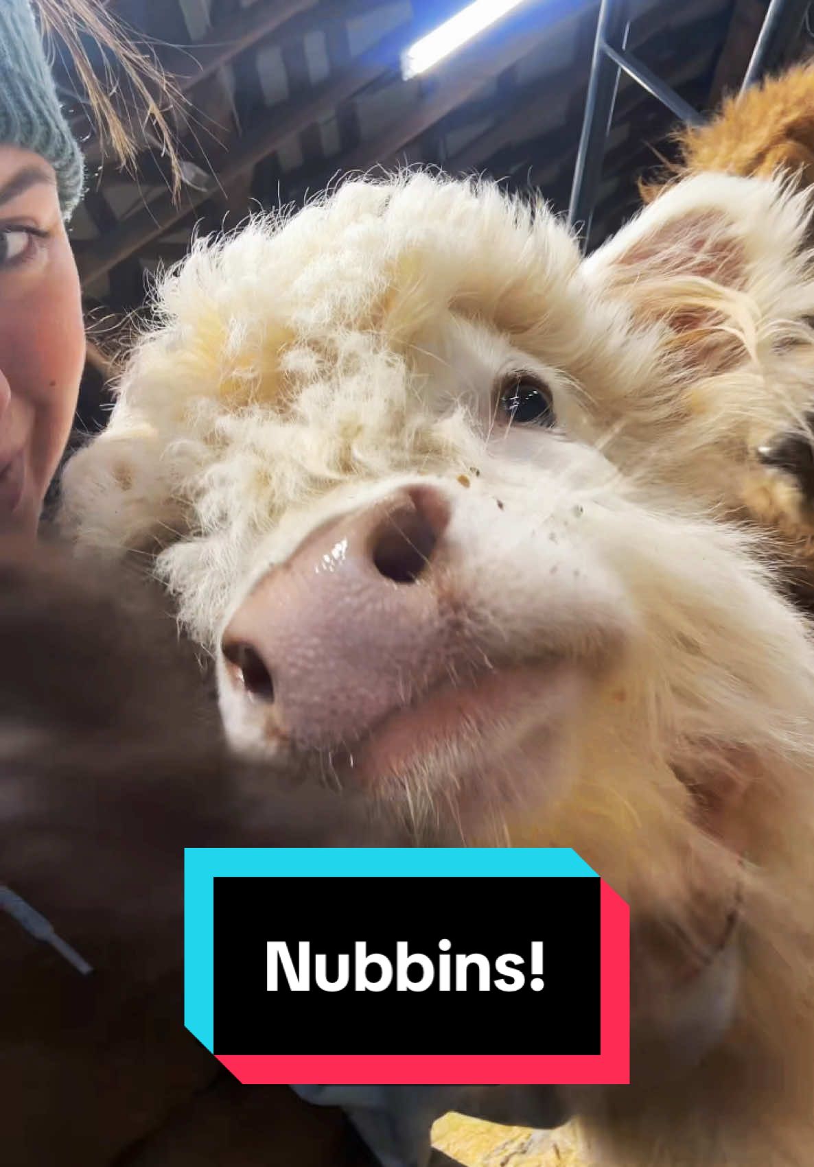 They’ve got nubbins!🐮 #pearlpepperandpeanut #minicows #minicowsoftiktok 