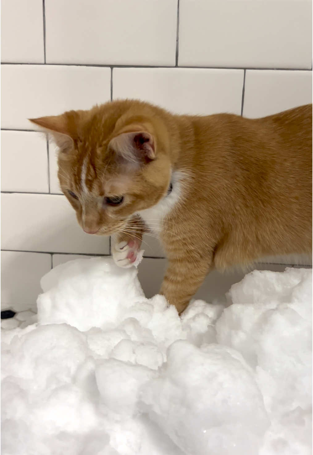 KC blizzard ❄️🌨️ #OrangeCat #SnowDay #KansasCity #Blizzard 