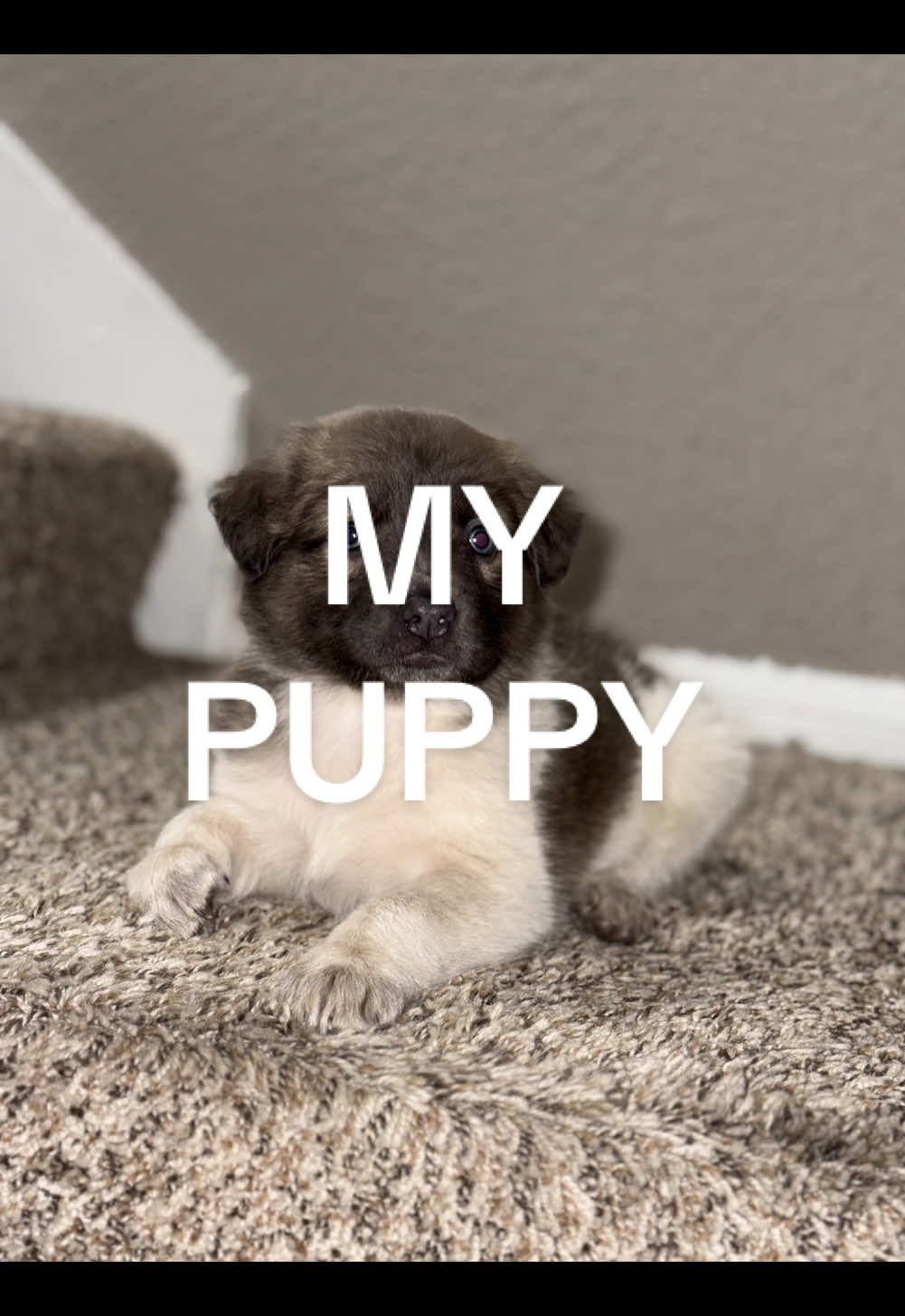 My puppy🥰🩷🐶🎀 La más hermosa mi bebé, me tiene enamorada 🥰🥰🥰😍🐶!!  #mamaprimeriza #mamaperruna #dog #babydog #puppy #puppytiktok #puppylife #dogsoftiktok #viralvideo #perros #vidadeunperro #lifedog #humor #humordeperros🐶🐶🐶 #funnyvideo #mamaperruna🐶 