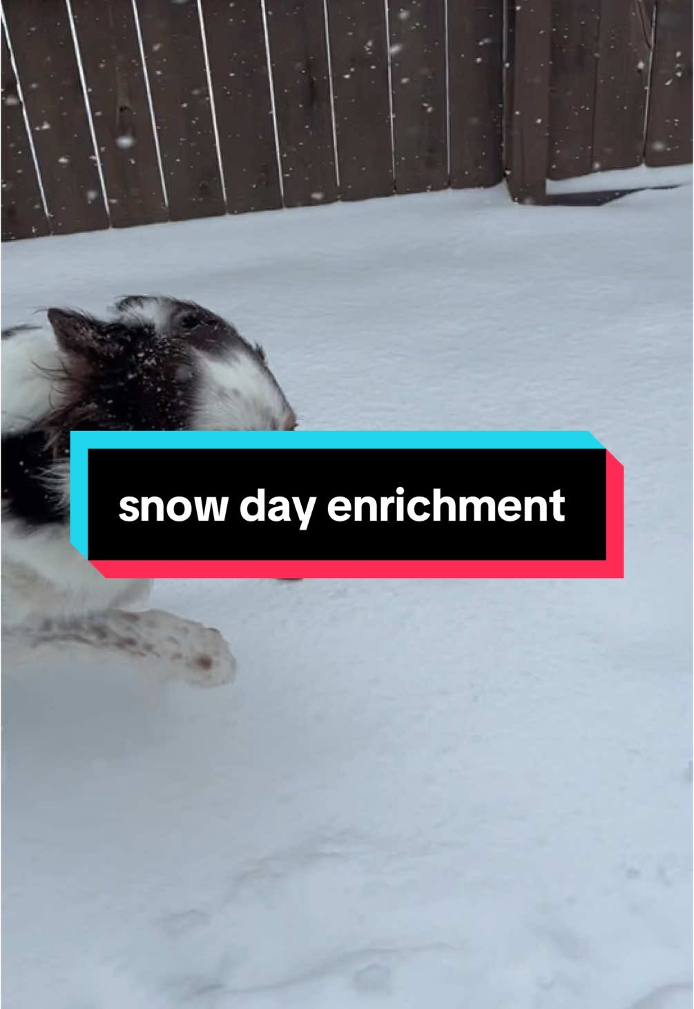 indoor enrichment activity for snow days ❄️ #australianshepherd #dogowner #dogsofinstagram #dogmom #dogdad #snow day #dogenrichment #dogenrichmentactivities @Open Farm Pet 