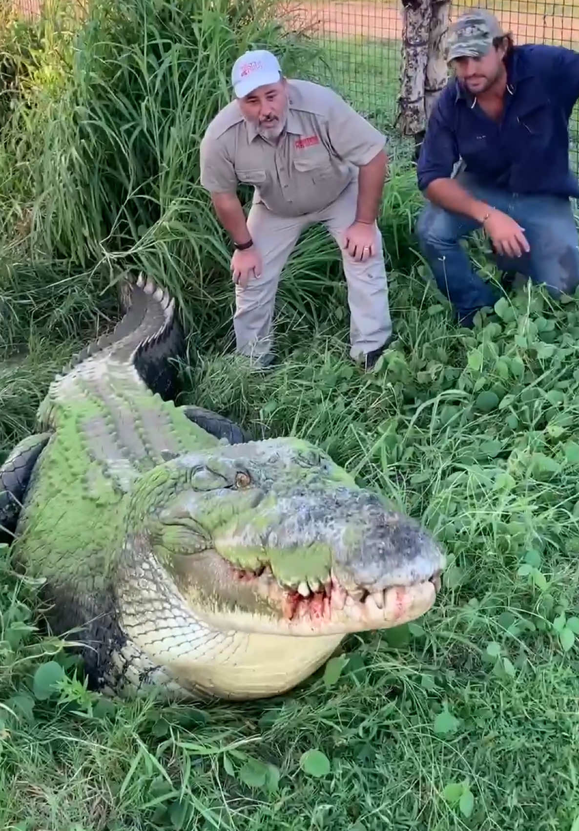 THROWBACK TO MEETING TRIPOD😳 The Legendary 3 Legged Croc that lived out in Australia🙌 This guy looks like he’s the final boss of all the Croc’s out there😅 Now this guy ain’t a dinosaur but he sure is close😮 I couldn’t even imagine where we would be if dinosaurs were still roaming the earth🤯 • • • • #giant #three #legged #crocodile #fun #cool #travel #wild #wildlife #monster #video #reels #big #huge #monster #croc #australia #amazing #animals #nature #tik #tok #tiktok #tiktokanimals 