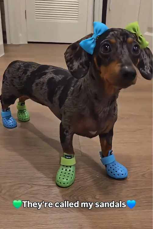 Look at the dog’s shoes#fyp #fypシ #dog #doglover #FUNNY #animals #puppy 