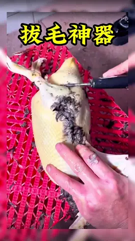 bulu ayam bulu bebek pokoknya semua dibuka semua