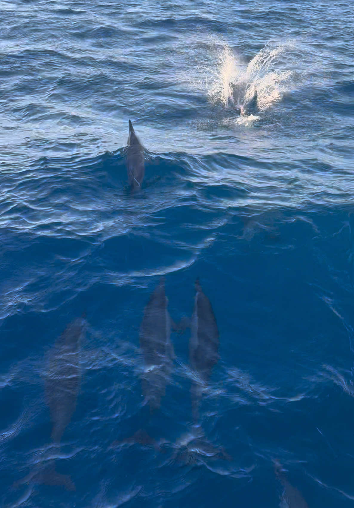 POV: you had one of the most magical moments of your life! Watching the dolphins in Hawaii was one of the best experiences ever. #oahu #hawaii #dolphins 