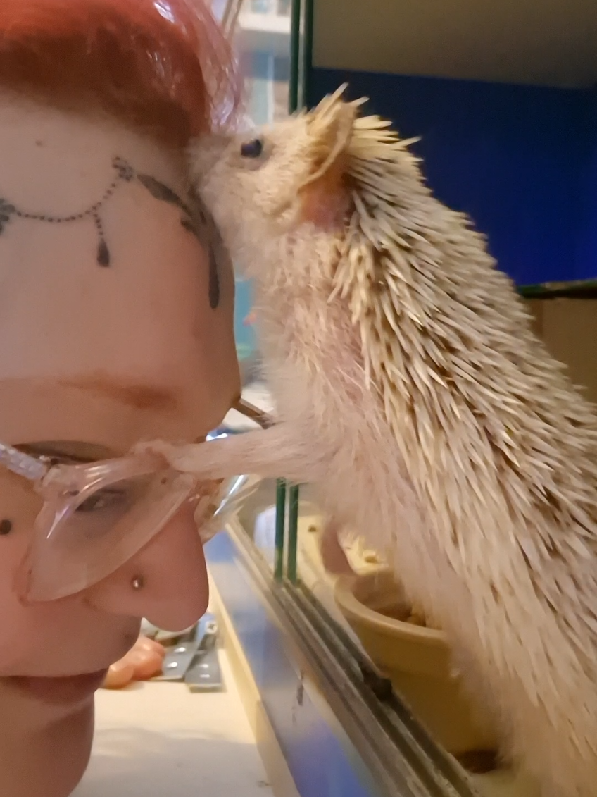 Aubergene is honestly my tamest and sweetest boy-hog. He's my dearly departed girl, Oglby's son. So he's Moblin and Tuckus's uncle!  Aubergene never bites, he's always so happy to see people and as soon as I open his Viv door he comes running out of his nest to say hello and lick my hands and face 🤣   He does these little gentle sniffs all over my face to make sure it's me before he stands up on the rim of my glasses and licks my face 🤣 It's very gross! but also incredibly sweet that he loves me so much 🤣   Boy-hogs can be a bit more moody and temperamental than girl-hogs but Aubergene is pretty bombproof. Feat: Aubergene 🍆  🦔 #MoblinTheHedgehog #HedgehogSnoots #Hedgehog #hedgehogs #africanpygmyhedgehog #hedgehogdaily #hedgehogsofTiktok #Tiktokhedgehog #pethedgehog #PetsOfTikTok #kawaii #Hedgepig # #hedgielove #女武者 #hedgehogmom #ハリネズミ #Harinezumi #babyhedgehogs #Tiktokhog #hedgehognation #hedgehogcommunity #hedgehoglovers #erizo #Tiktokpet #pets #hedgehogofTiktok #hedgehoglife #Tiktokhedgies #hedgehogbabies #igel