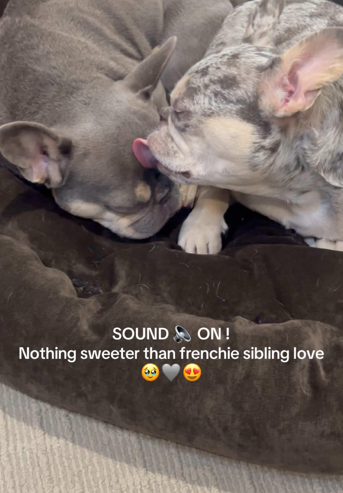 I caught Cookie giving baby sis Cayenne a bath and a cuddle before bed and thought it was too sweet not to share. #frenchie #frenchbulldog #frenchiemom #dogmom #merlefrenchbulldog #merlefrenchie #lilacfrenchie #dogsiblings #frenchiesiblings #frenchiesoftiktok #comfortcreator 