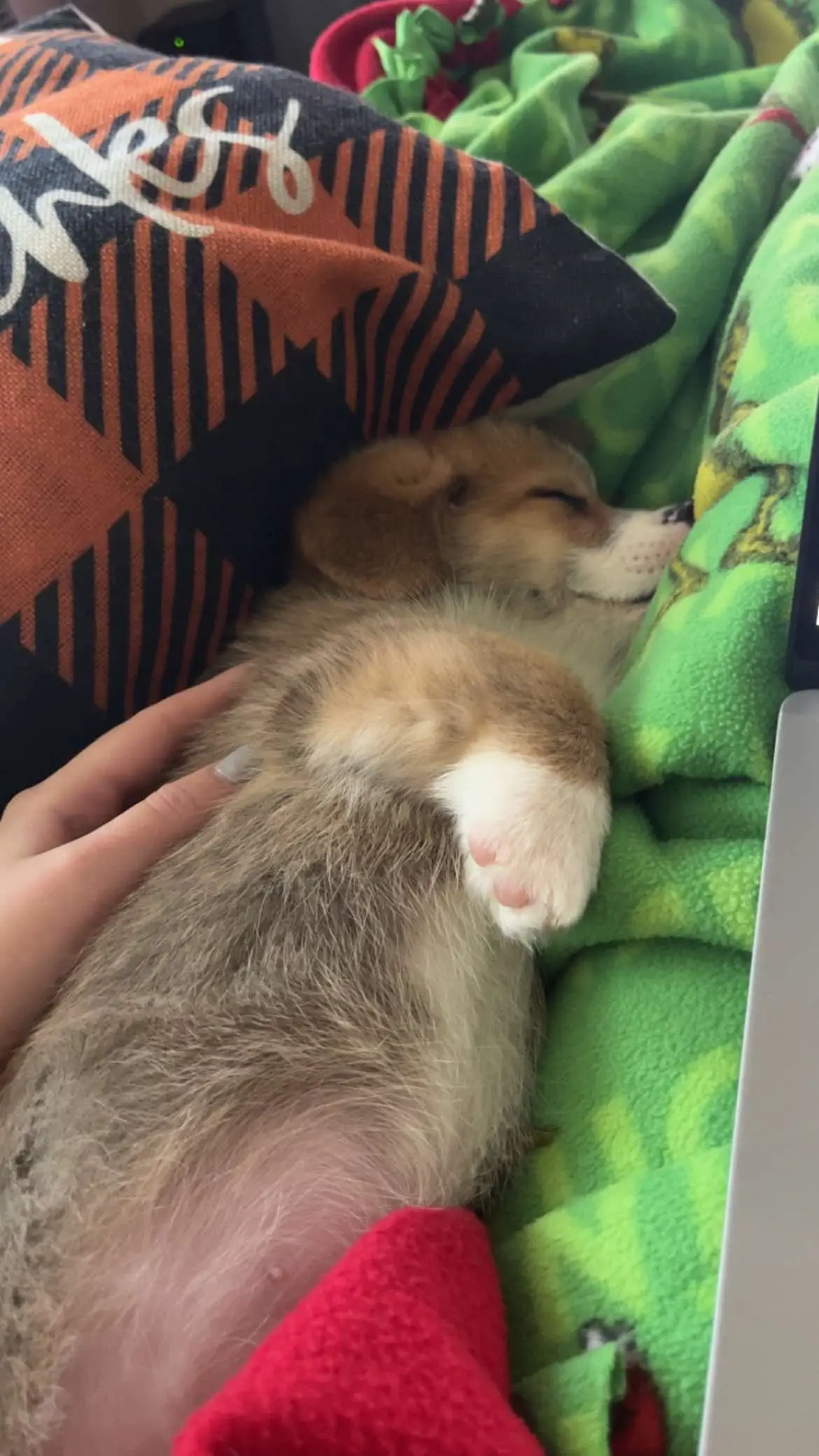 What it’s like having a corgi puppy week 1😴🥱  #foryourpage #fupシ #シ #corgi #puppytiktok 