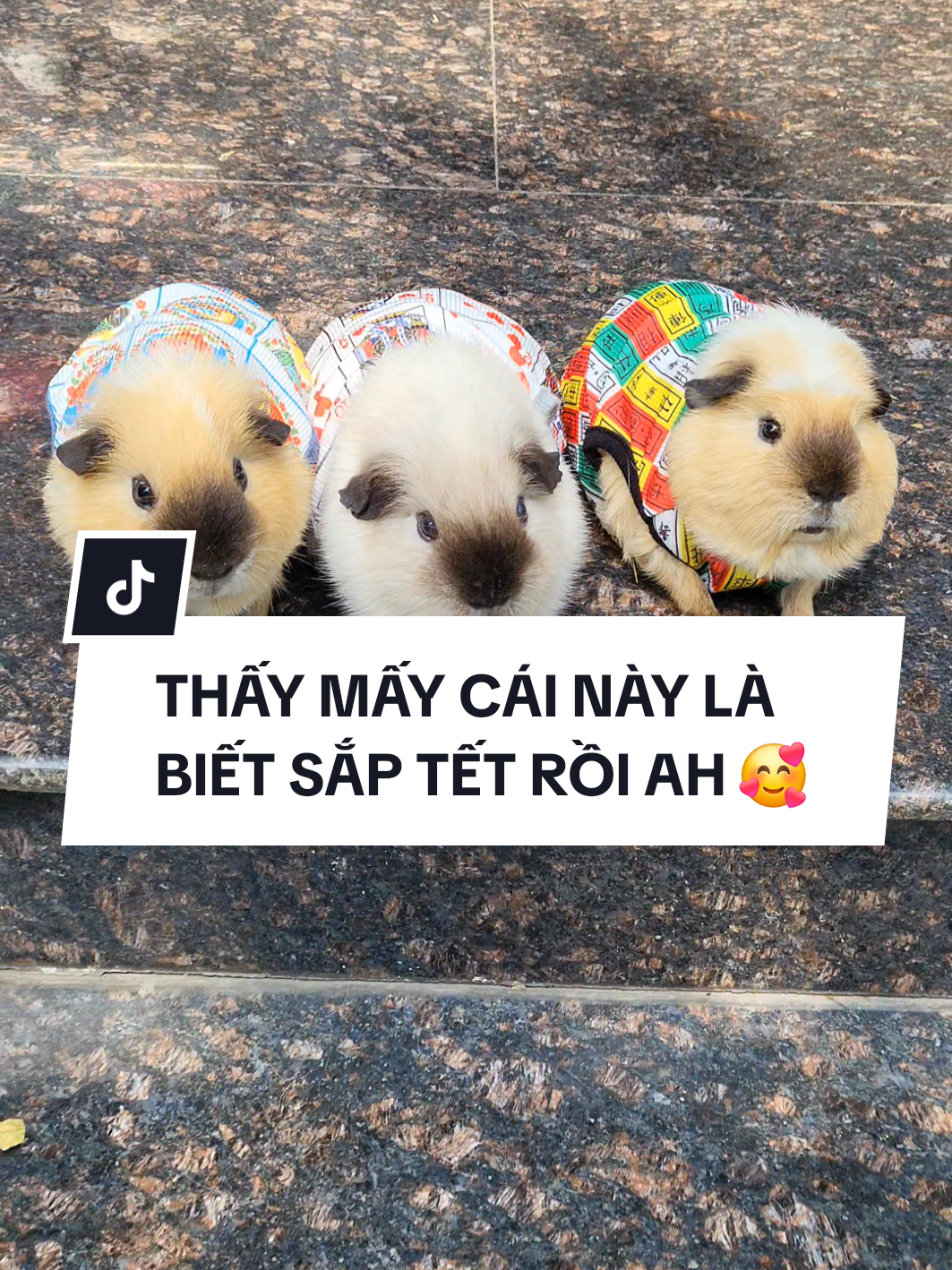 Nay mở cửa ra thấy có không khí tết rồi đó... bầu cua, tứ sắc, xì dách các kiểu 🤣🤣🤣 #bọú #guineapig #chuộtlang #pet #thúcưng 