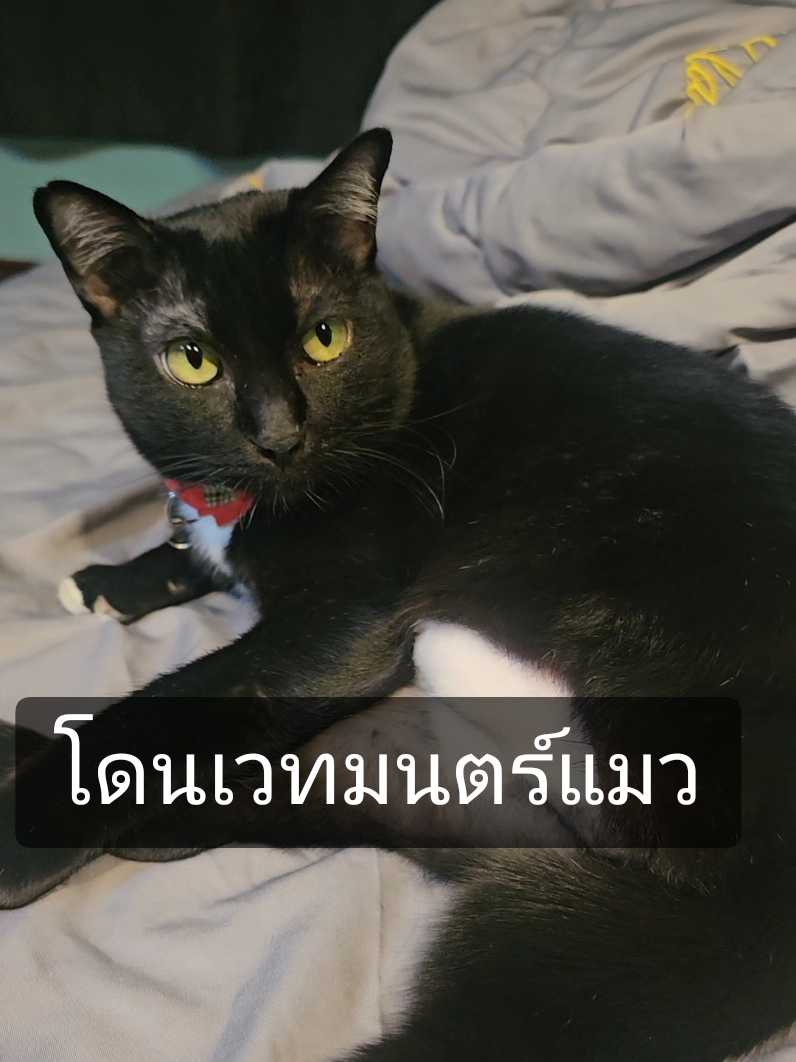 โดนเวทมนตร์แมวเข้าแล้ว😻 #แมวพิการ #แมวน่ารัก #แมว #แมวเหมียว #cat #catsoftiktok #สวนสัตว์tiktok #สัตว์โลกน่ารัก #แมวเวทมนตร์ #เหมียวเหมียว 