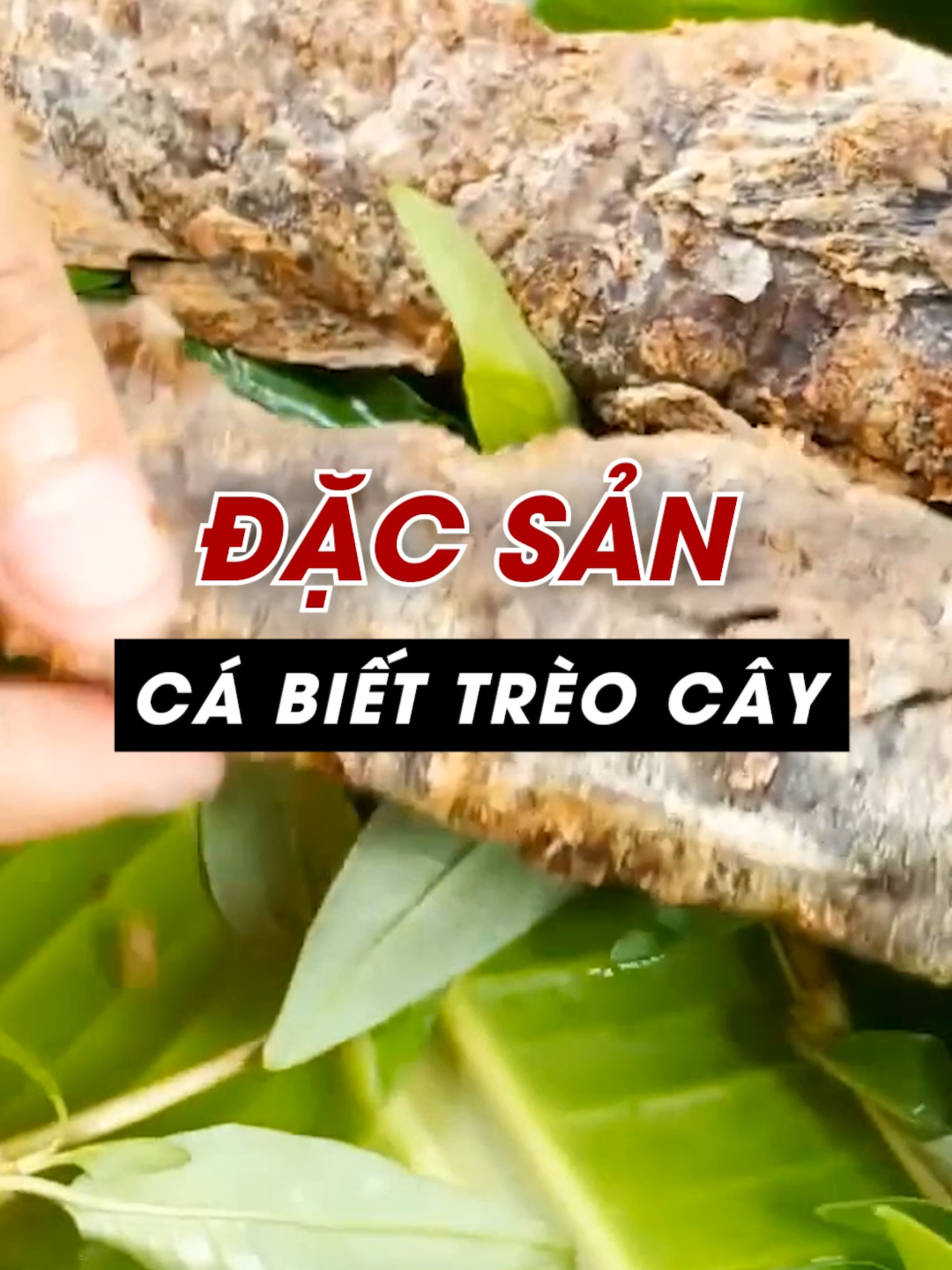 ăn loài cá có khả năng trèo cây kỳ lạ bậc nhất Việt Nam #ancungtiktok #LearnOnTikTok #taybactv #amthuc #xuhuong #tet2025 #thanhthoiluottet #thugian #tet #vungcao #docla #amthuctaybac #dacsanvietnam